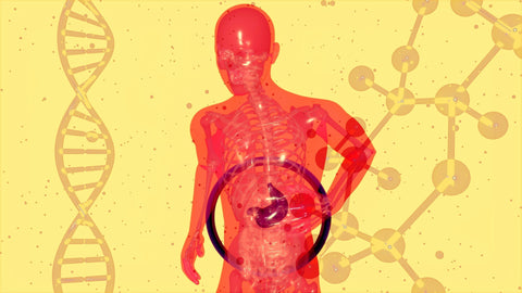TMG (Trimethylglycine): Benefits, Dosage, Fat Metabolism & Liver Support - A Clinical Guide